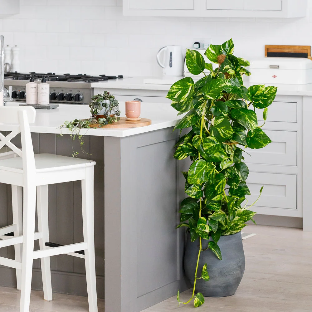 Scindapsus (Moss Pole)