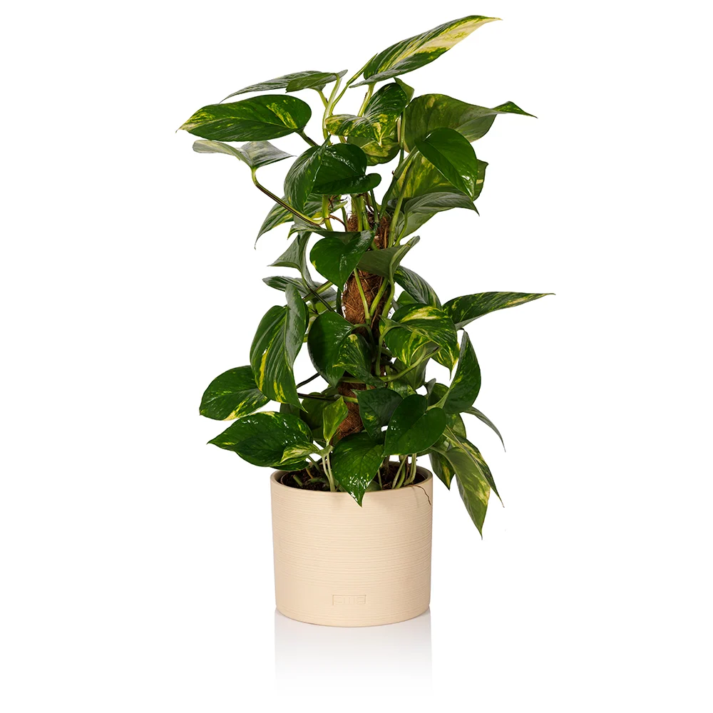 Scindapsus (Moss Pole)