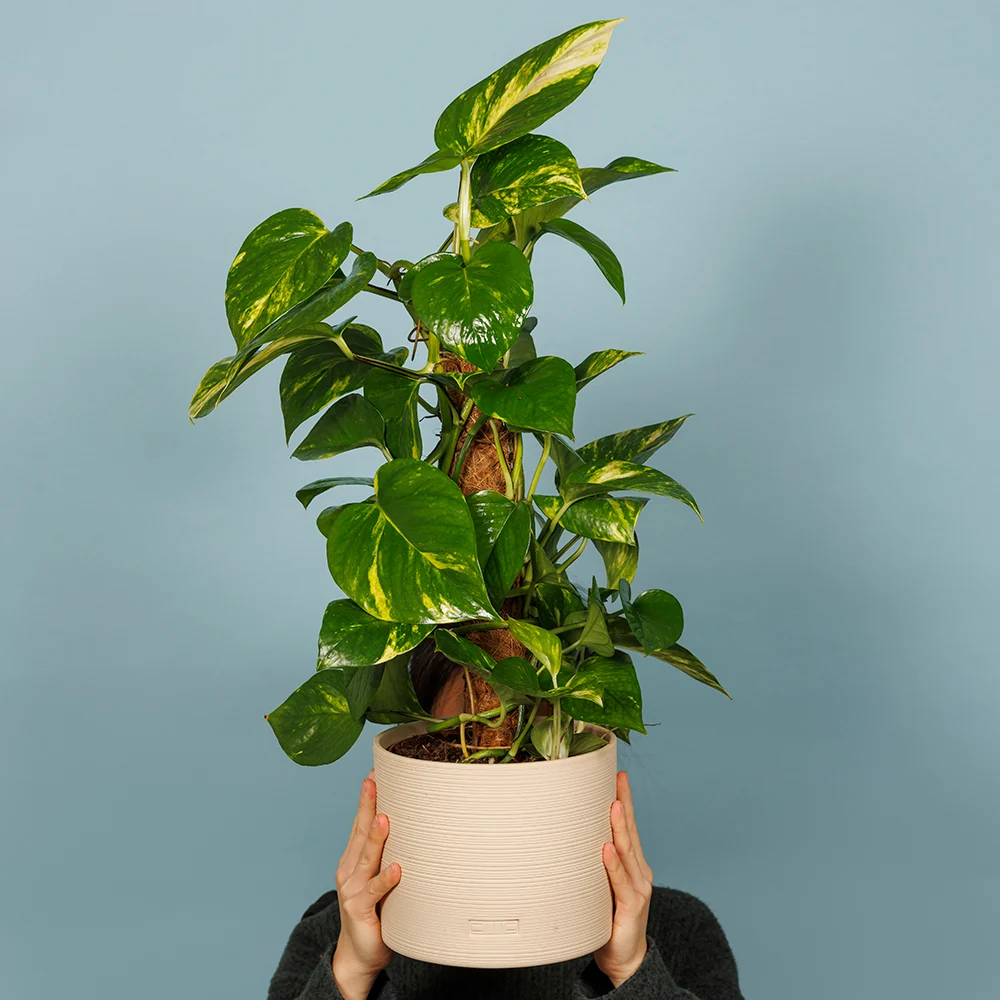 Scindapsus (Moss Pole)